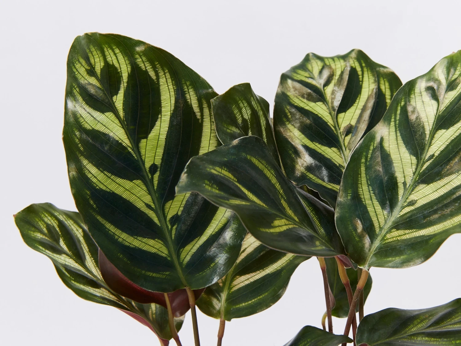 Calathea Makoyana - Image 2