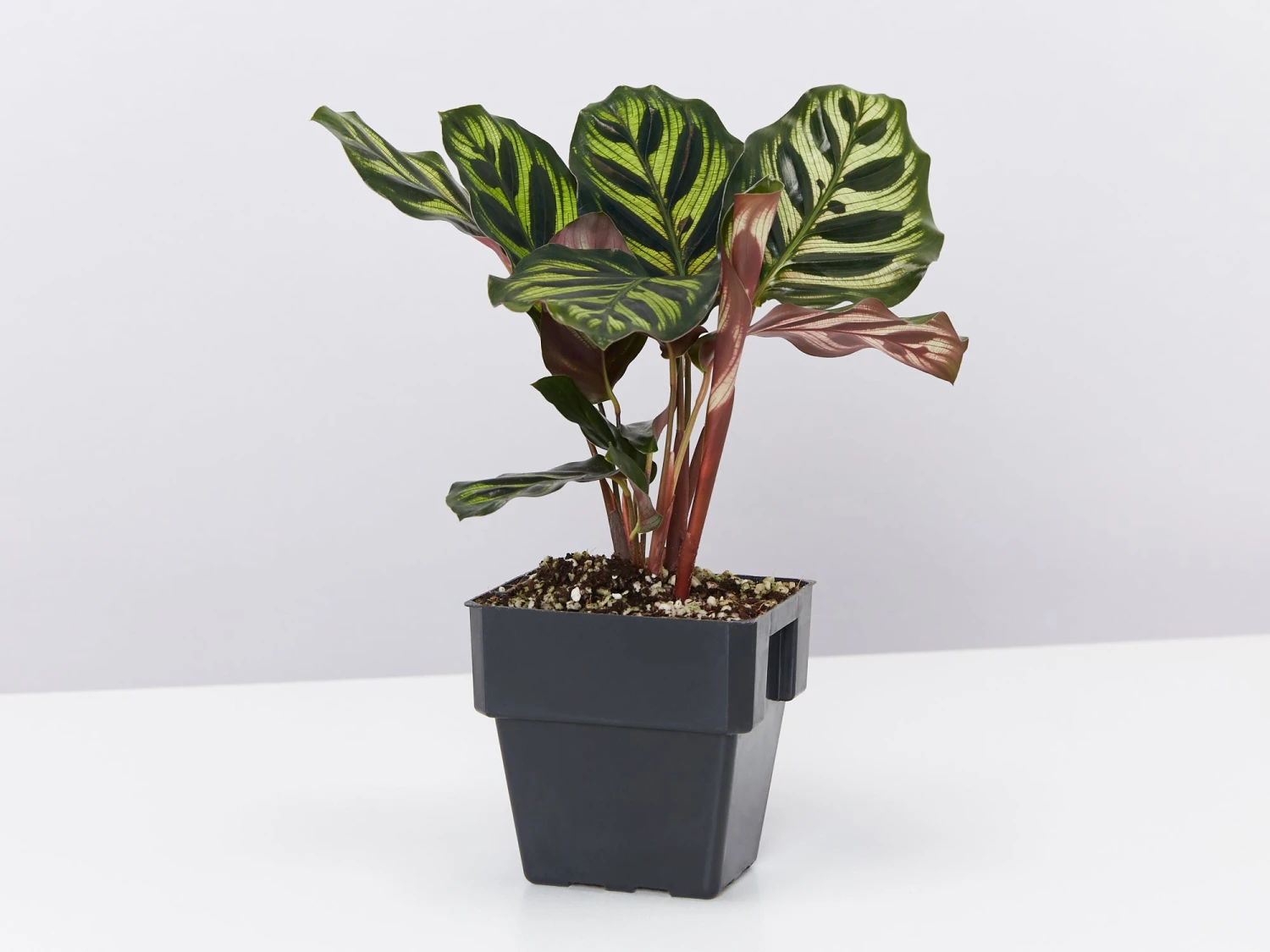 Calathea Makoyana - Image 5