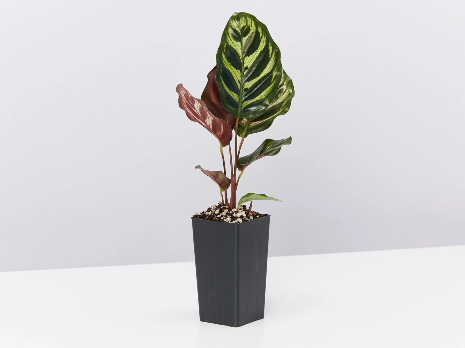 Calathea Makoyana - Image 4