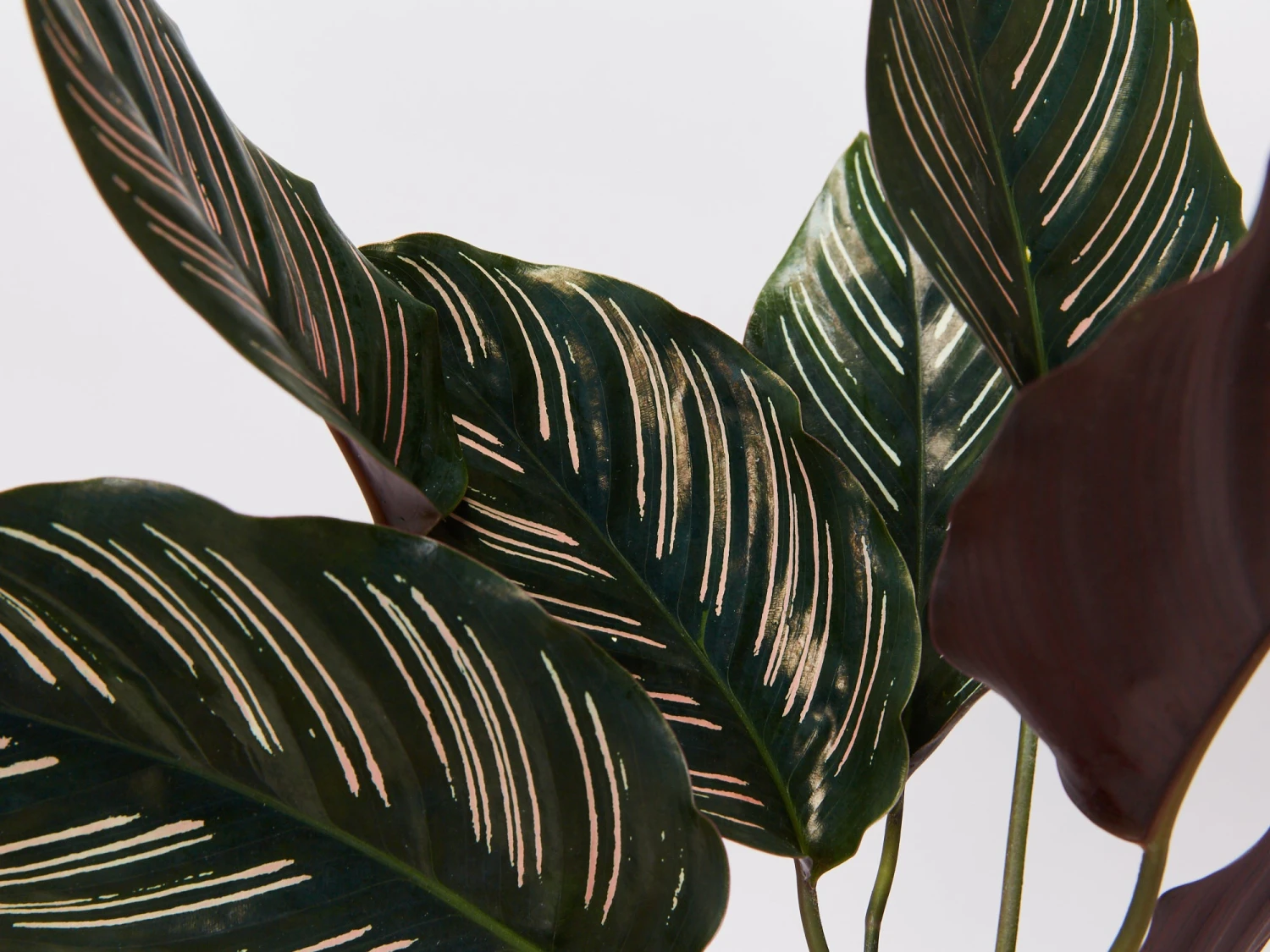 Calathea Ornata Sanderiana - Pot + Plant + Soil - Image 2