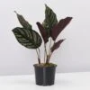 Calathea Ornata Sanderiana - Pot + Plant + Soil