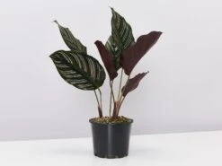 Calathea Ornata Sanderiana - Pot + Plant + Soil
