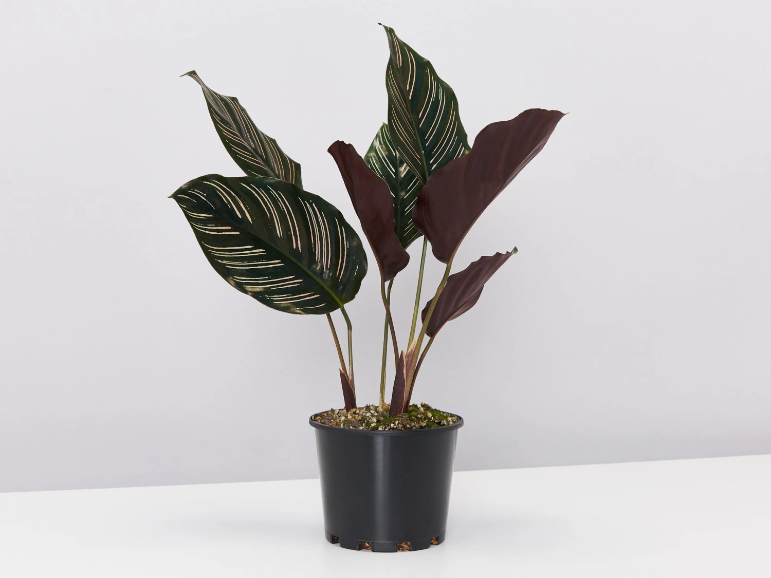 Calathea Ornata Sanderiana - Pot + Plant + Soil