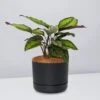 Calathea Beauty Star - Pot + Plant + Soil