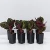 Calathea Roseopicta Jungle Rose