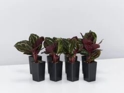 Calathea Roseopicta Jungle Rose