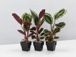 Calathea Julia