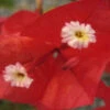 Bougainvillea California Gold - 85mm