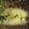 Callistemon Viminalis Wilderness White