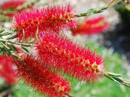 Callistemon Subulatus X Citrinus Cherry Time - Image 2