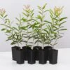 Callistemon Candy Burst ‘CNU06’ PBR