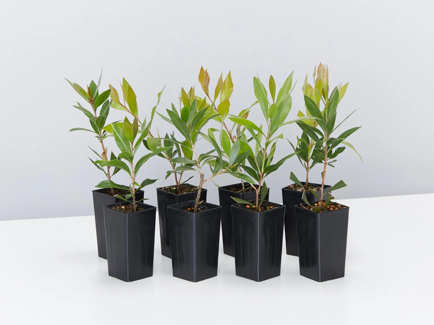 Callistemon Citrinus Endeavour - Image 2