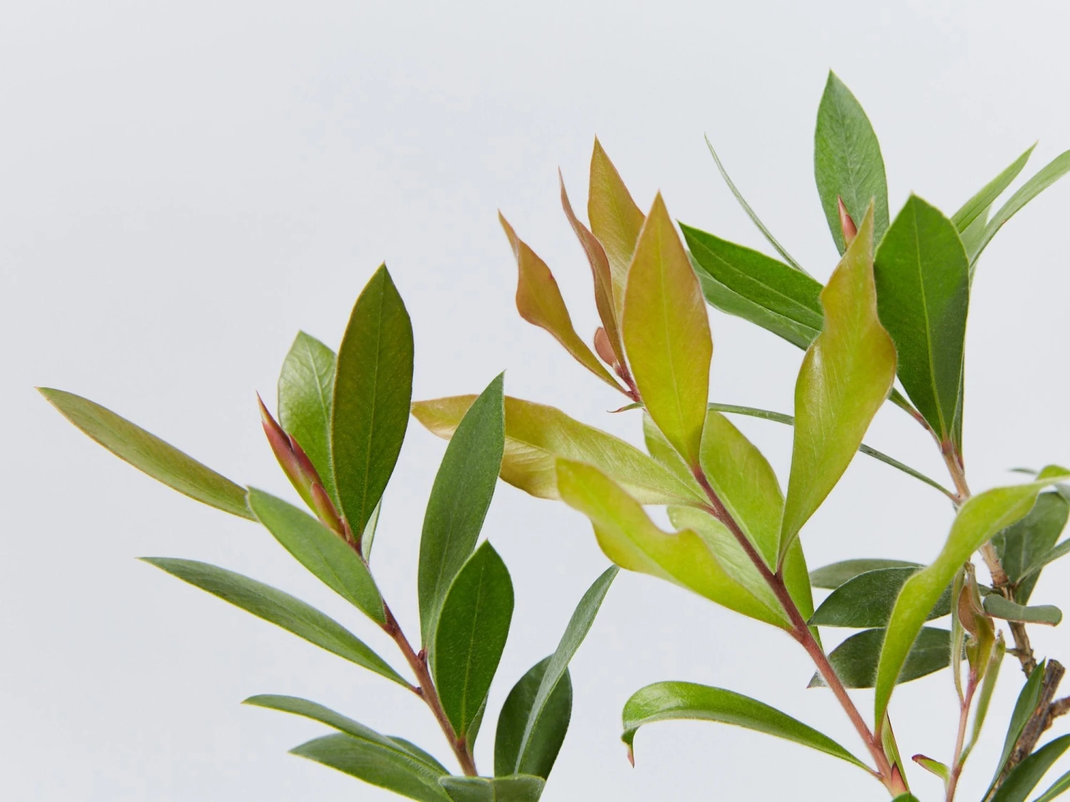 Callistemon Citrinus Endeavour - Image 3