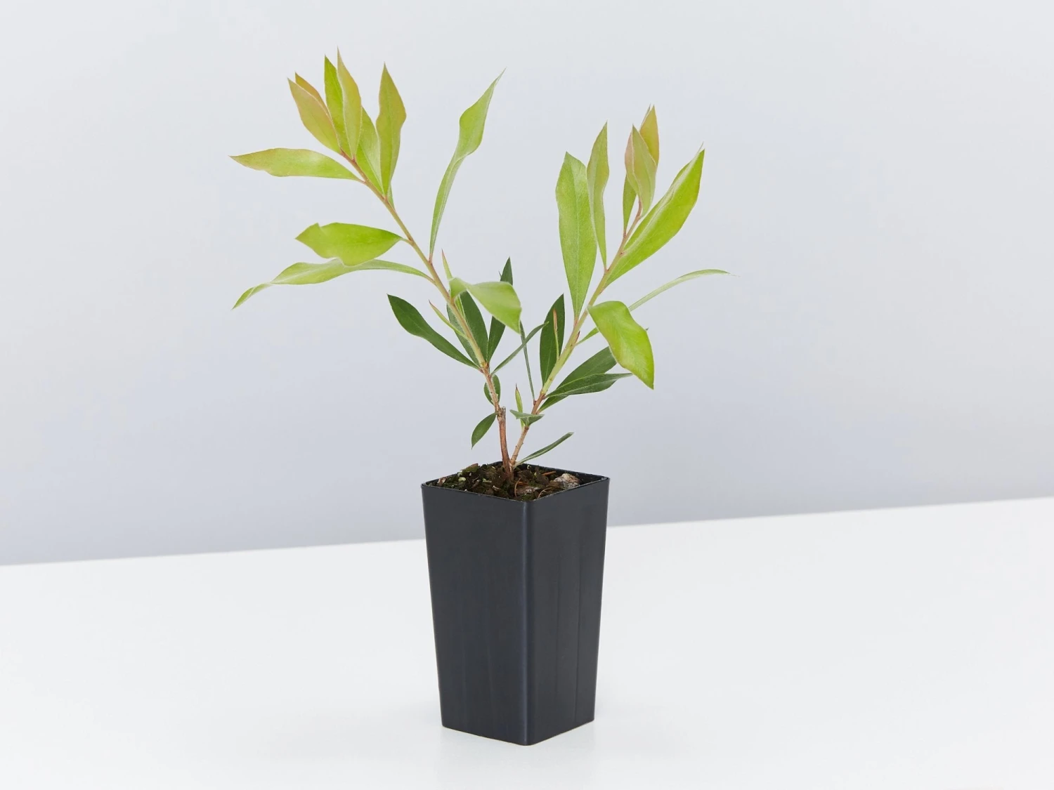 Callistemon Citrinus Endeavour - Image 4