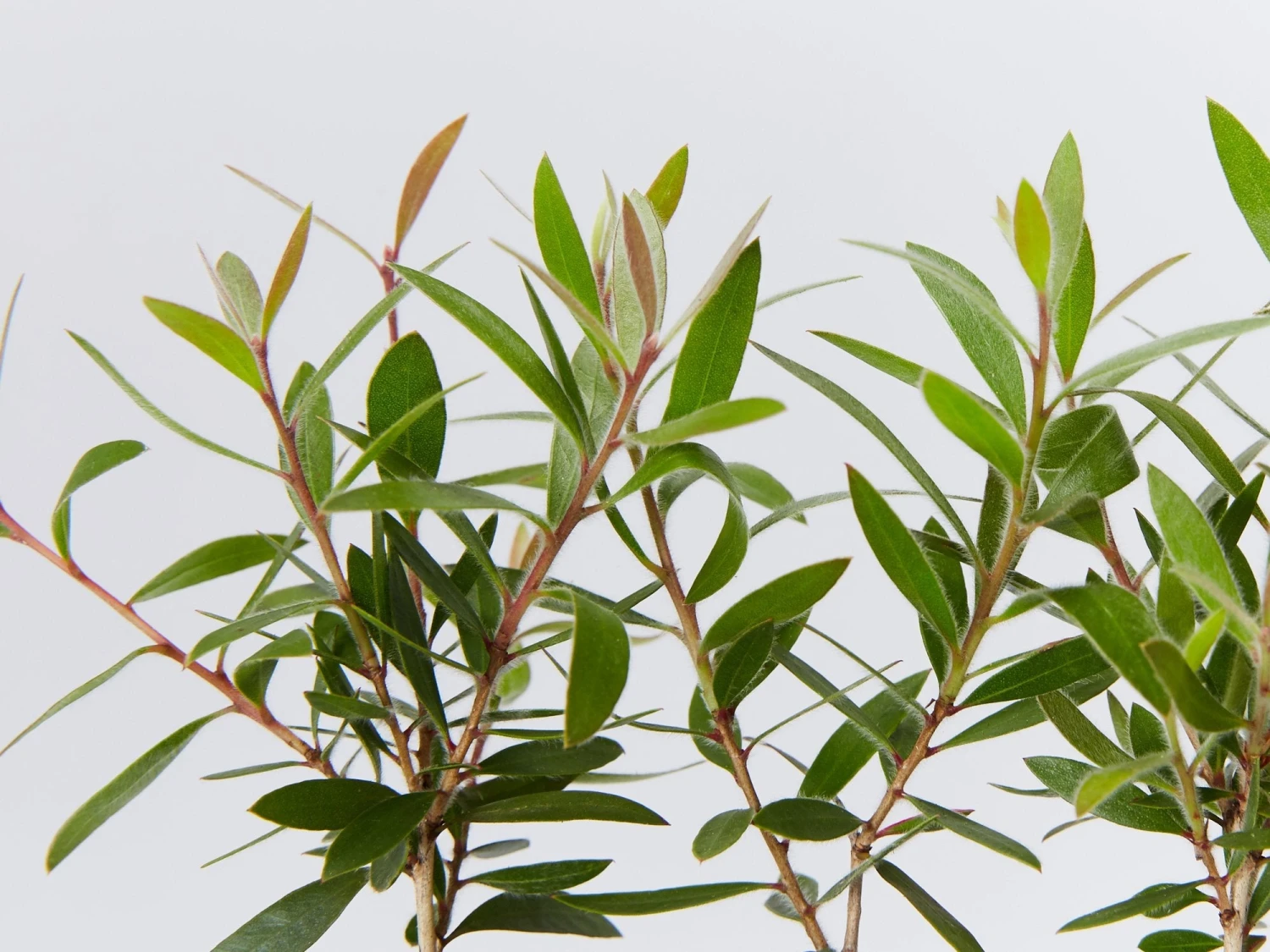 Callistemon Firebrand - Image 3