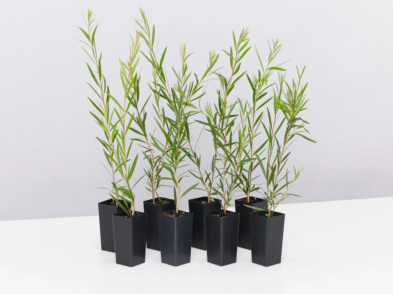 Callistemon Injune Pink - Image 2