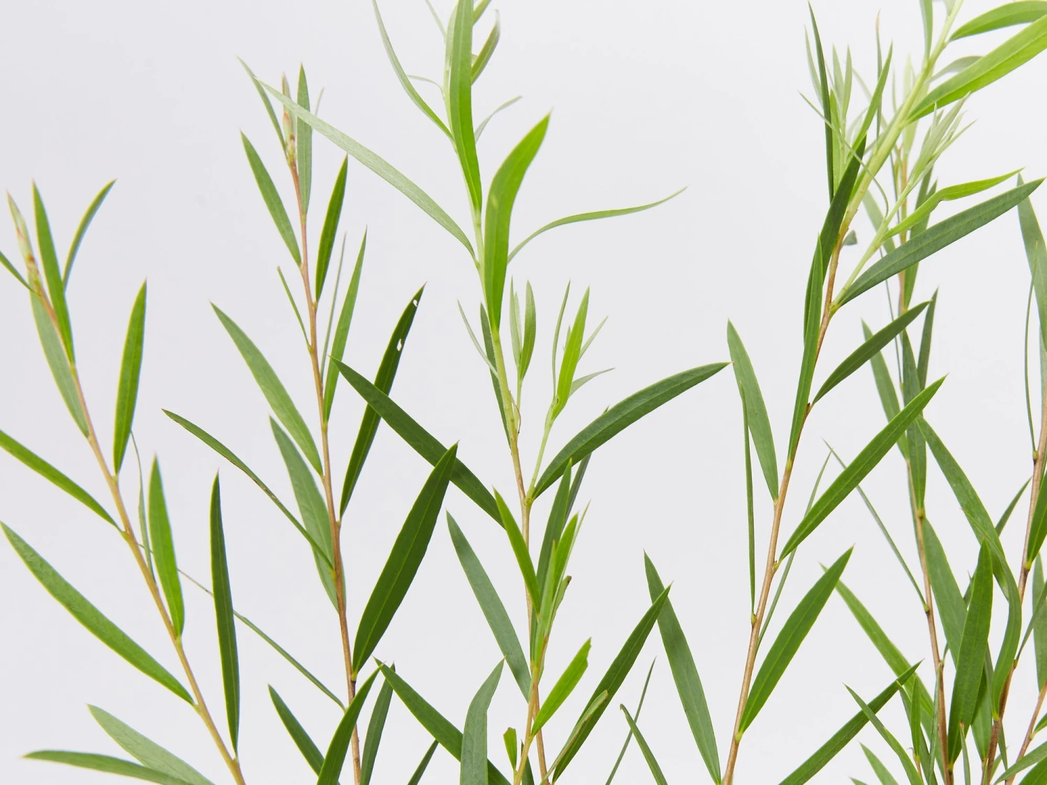 Callistemon Injune Pink - Image 3