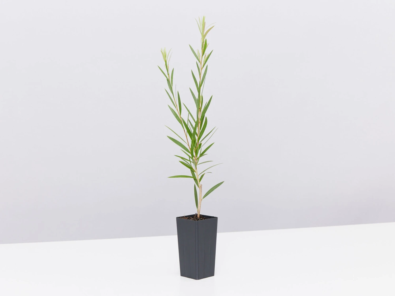 Callistemon Injune Pink - Image 4