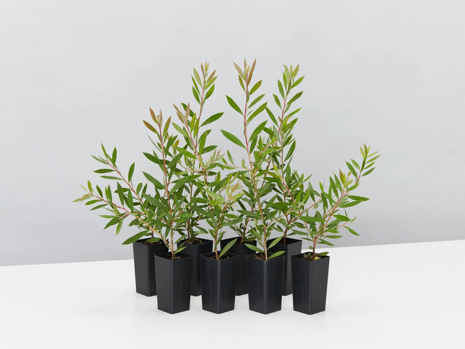 Callistemon Purple Splendour