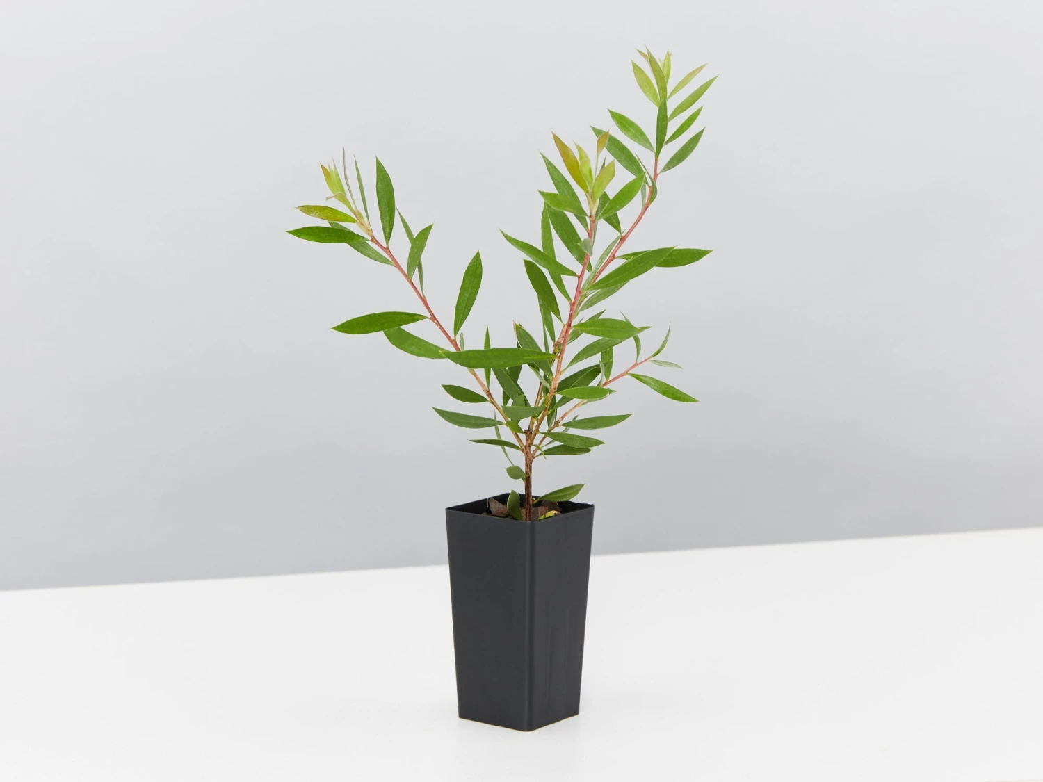 Callistemon Purple Splendour - Image 3