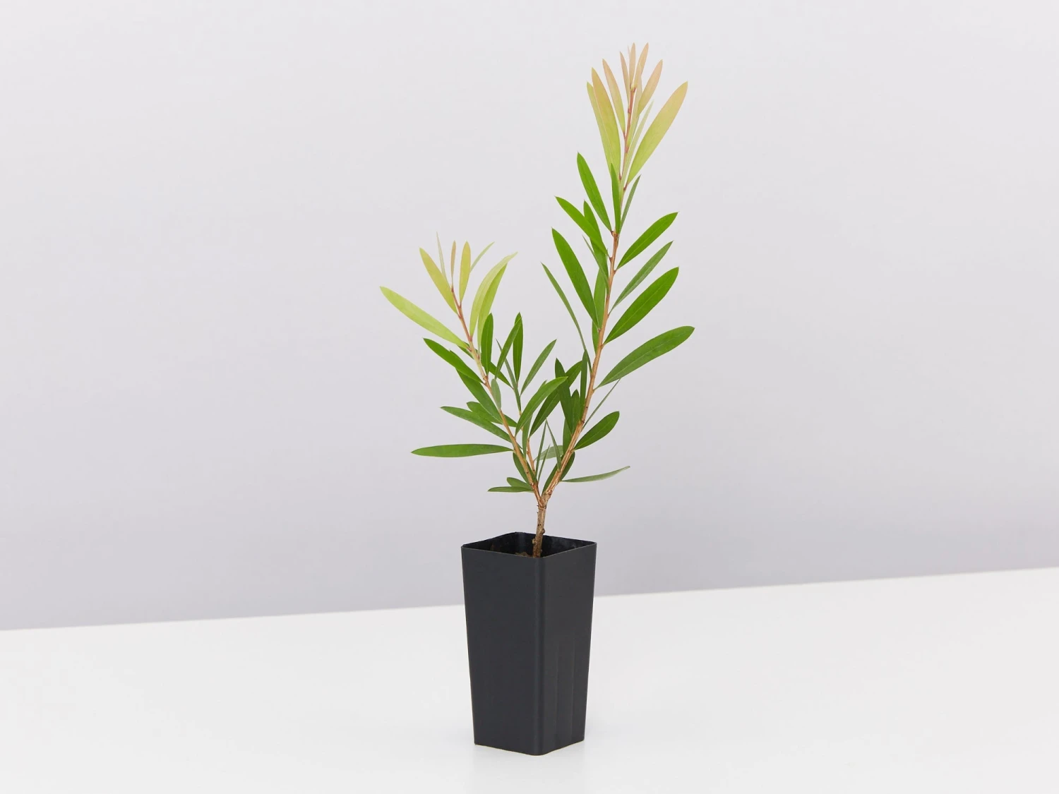 Callistemon Snow Burst ‘CNU07’ PBR - Image 4