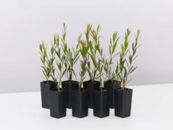 Callistemon Subulatus X Citrinus Cherry Time