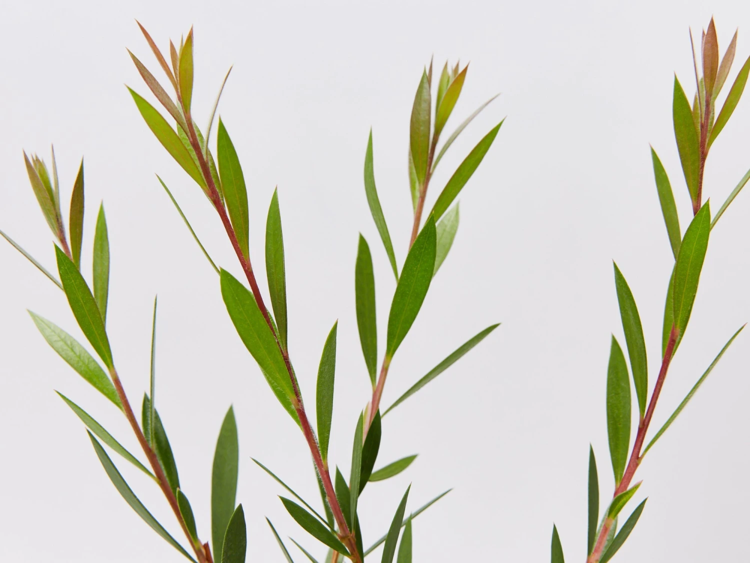 Callistemon Subulatus X Citrinus Cherry Time - Image 3