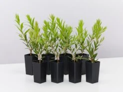 Callistemon Viminalis Rose Opal (Compact Bottlebrush)