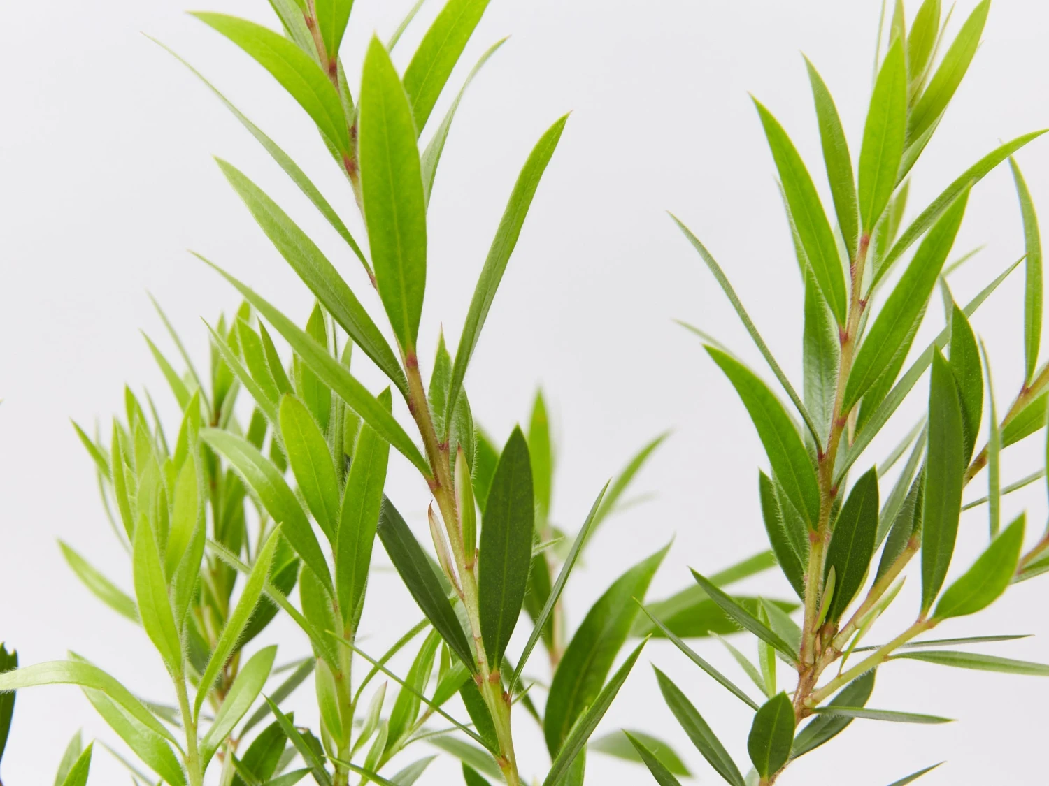 Callistemon Viminalis Rose Opal (Compact Bottlebrush) - Image 3