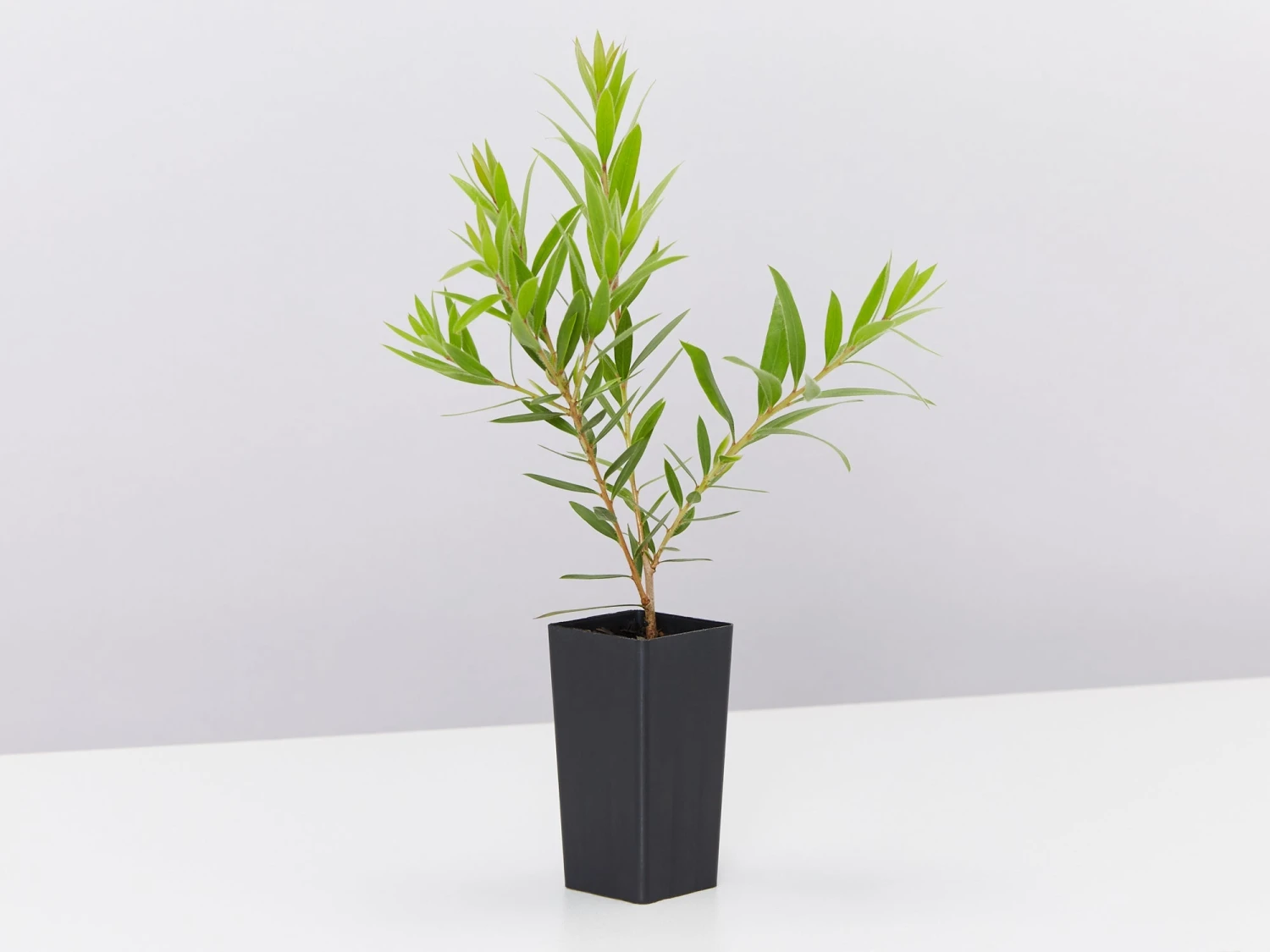 Callistemon Viminalis Rose Opal (Compact Bottlebrush) - Image 4