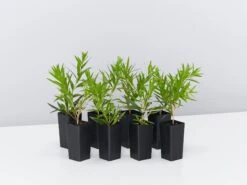 Callistemon Viminalis Wildfire