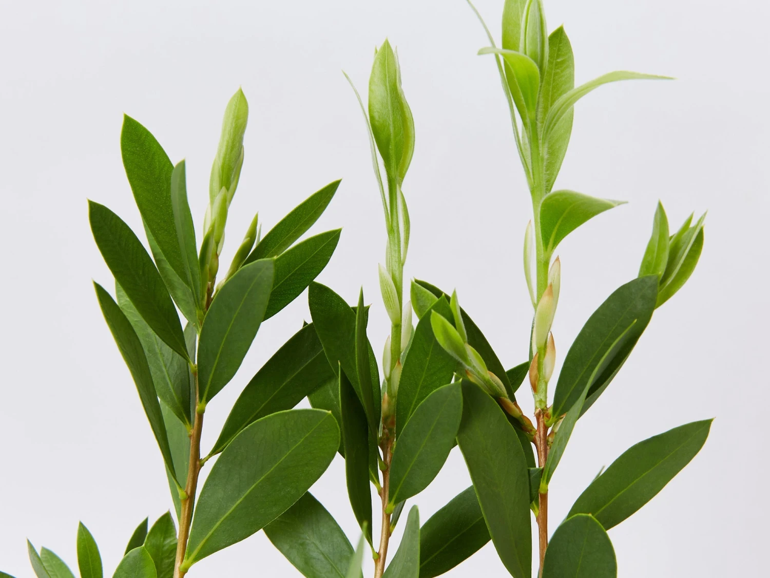 Callistemon Citrinus White Anzac - Image 3
