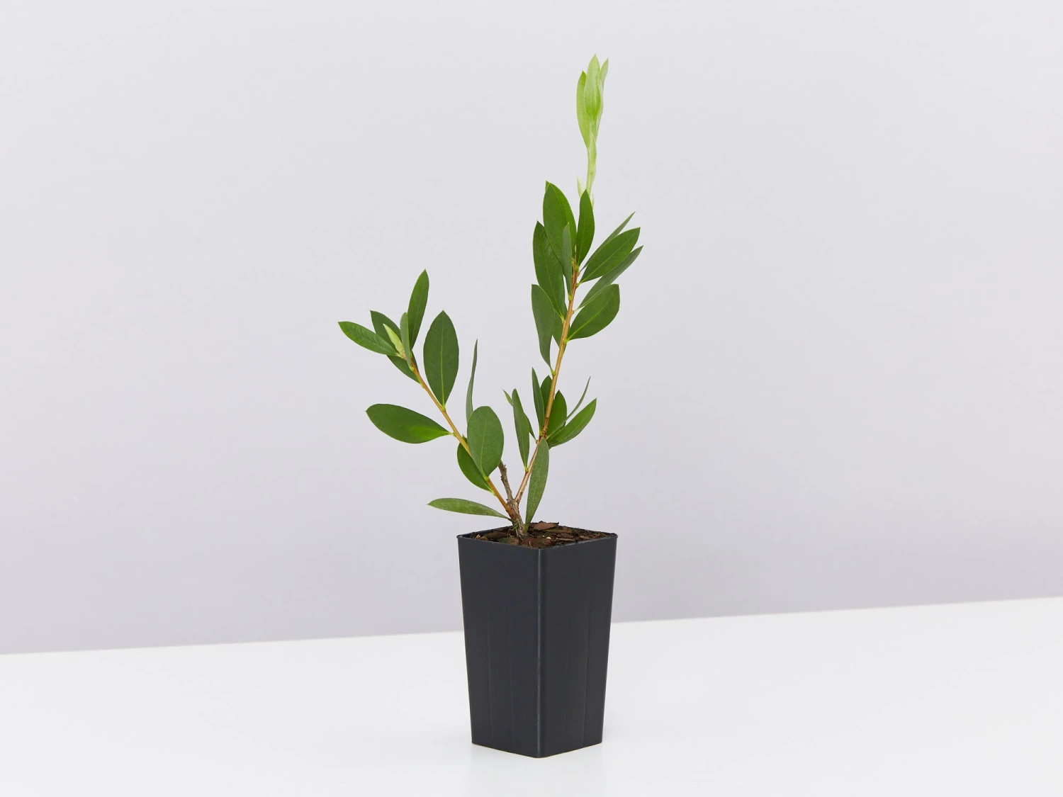 Callistemon Citrinus White Anzac - Image 4