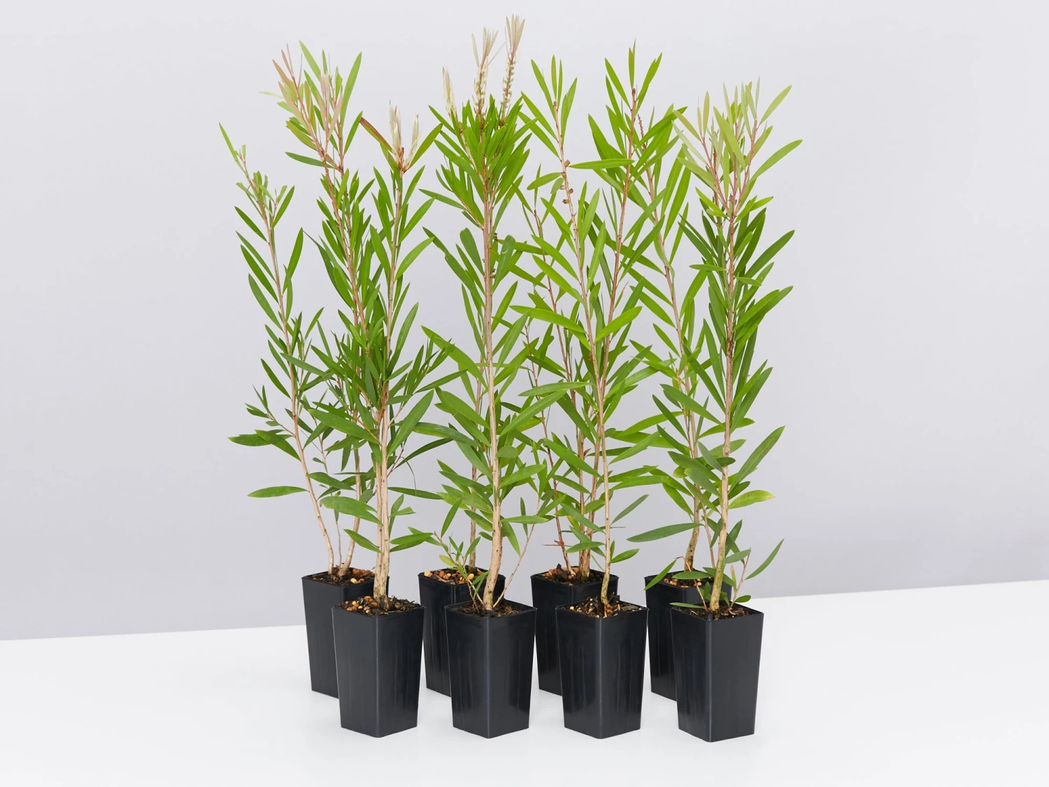 Callistemon Citrinus Pink Champagne