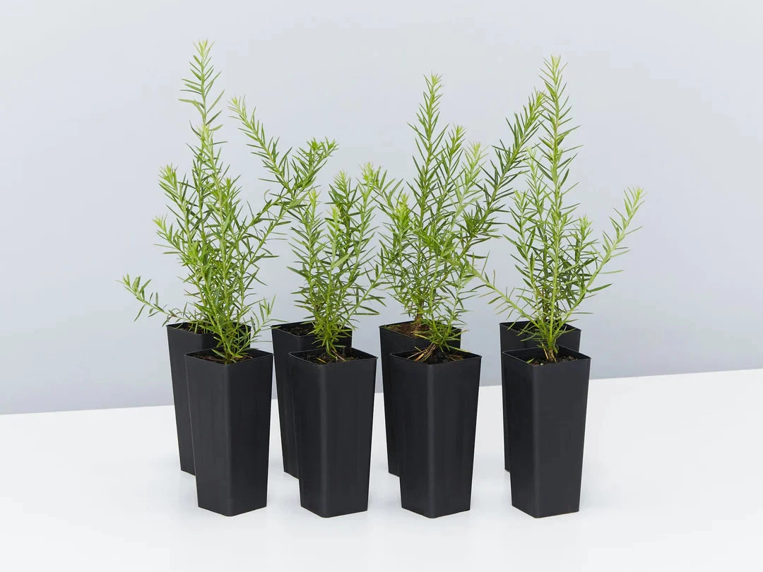 Grevillea Rosmarinifolia Pink Pixie