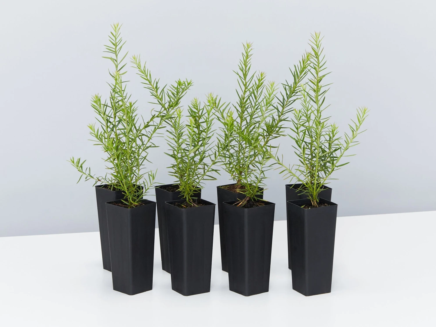 Grevillea Canberra Gem