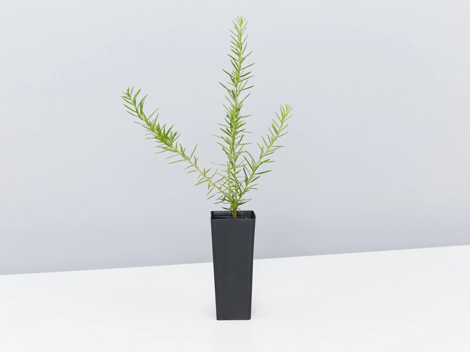 Grevillea Canberra Gem - Image 4