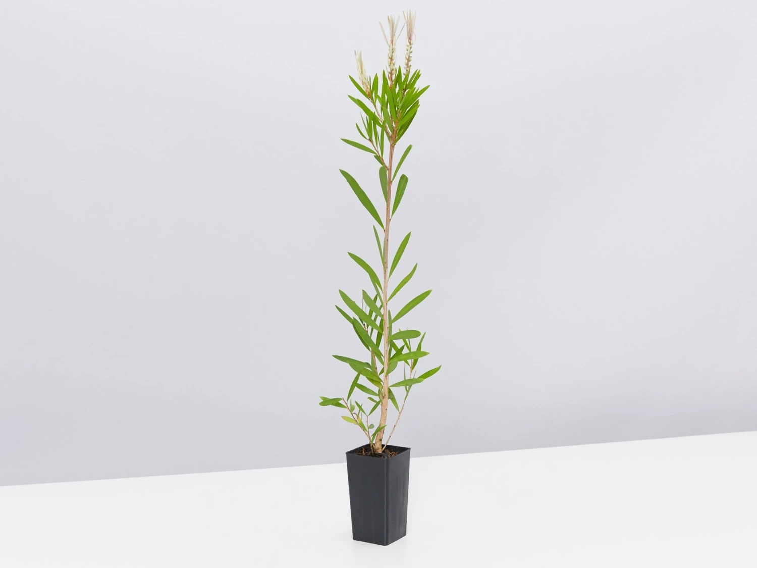 Callistemon Citrinus Pink Champagne - Image 5