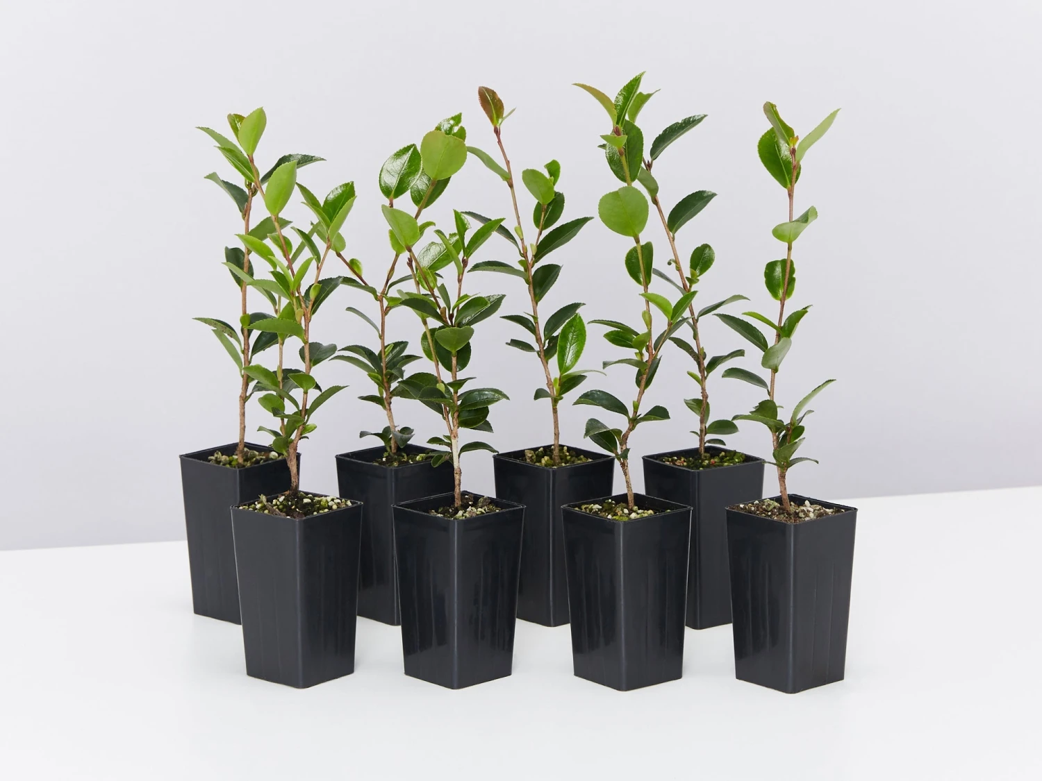 Camellia Reticulata Flower Girl (pink Flower) - Image 2