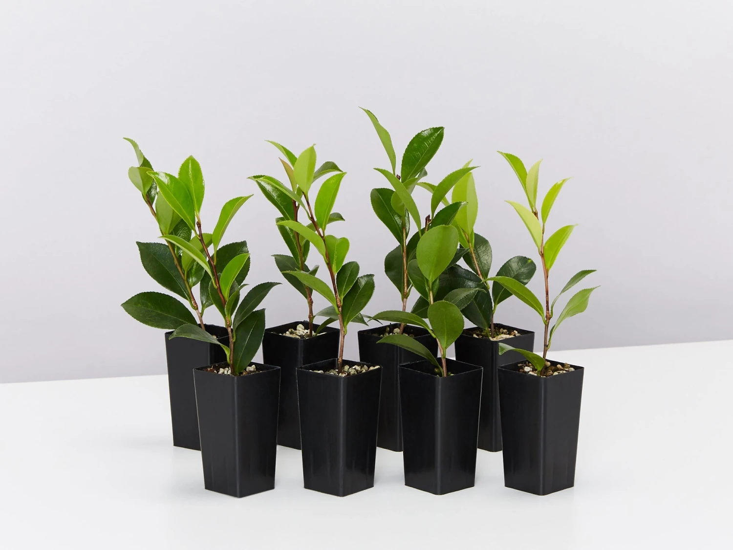 Camellia Sasanqua 'Plantation Pink' (pale Pink Flower)