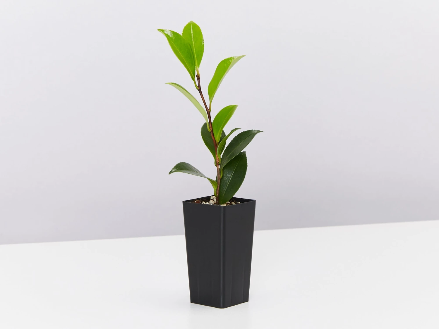 Camellia Elegans Champagne (white Flower) - Image 3