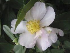 Camellia Sasanqua Exquisite