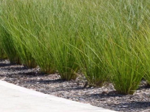 Carex Appressa - Image 3