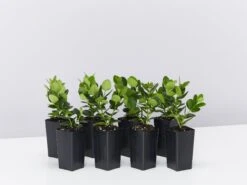 Carissa Grandiflora 'Desert Star' Plants