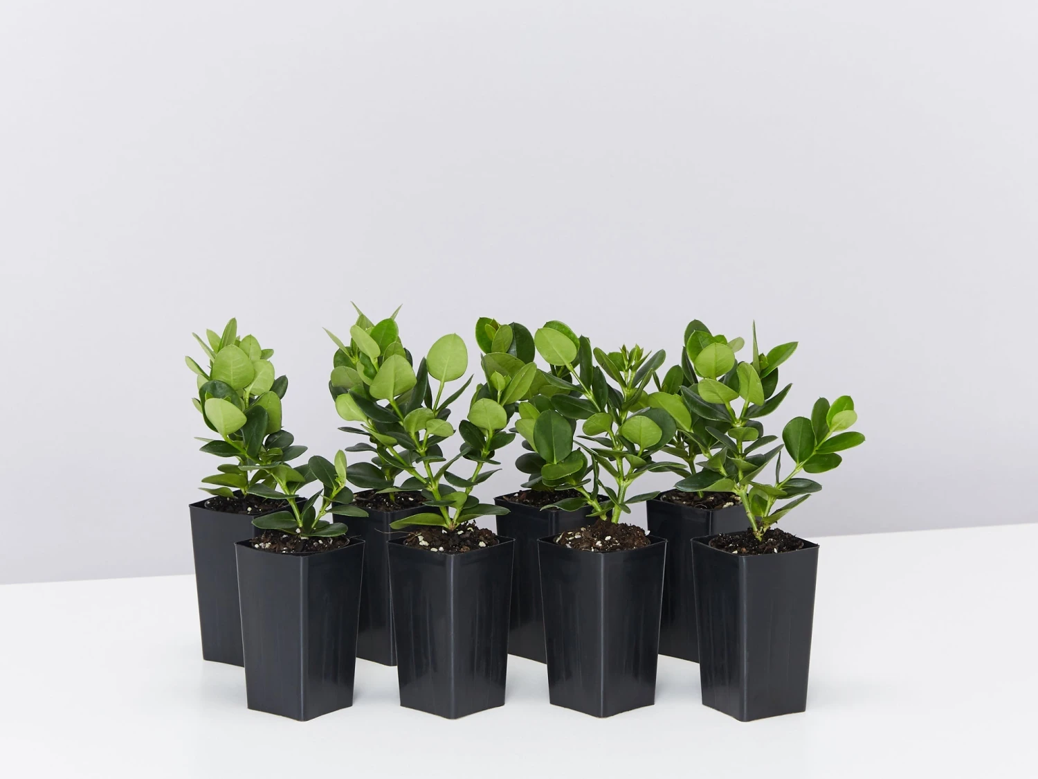 Carissa Grandiflora 'Desert Star' Plants