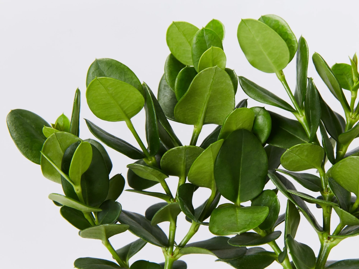 Carissa Grandiflora 'Desert Star' Plants - Image 5