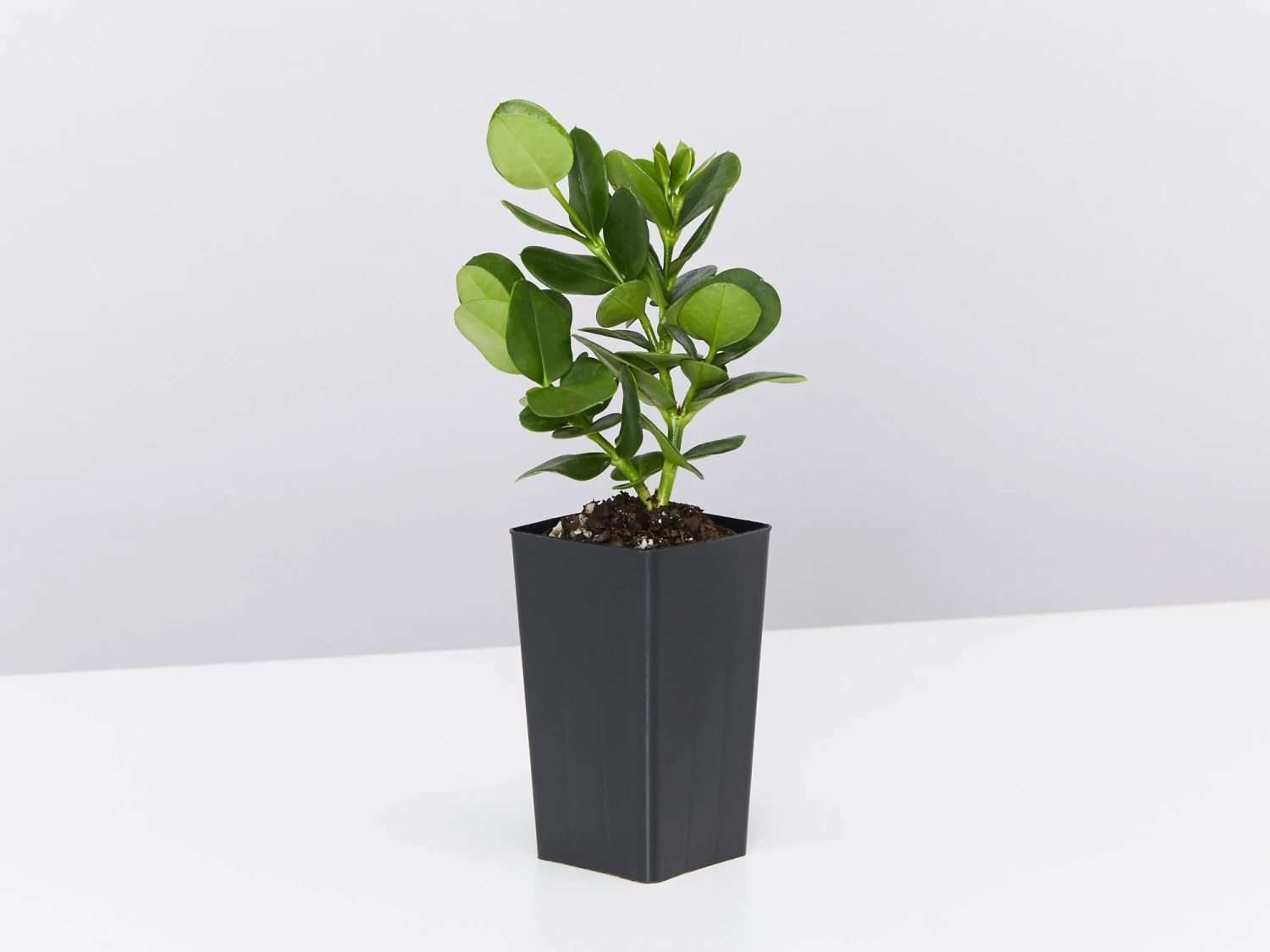 Carissa Grandiflora 'Desert Star' Plants - Image 7