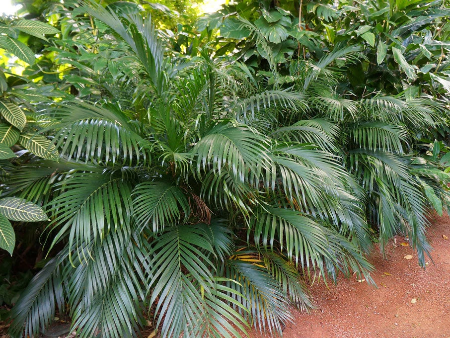 Chamaedorea Atrovirens 'Cascade Palm' - Image 4