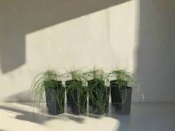 Casuarina Glauca Prostrate 'Cousin It'