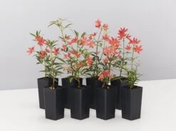 Ceratopetalum Gummiferum Alberys Red